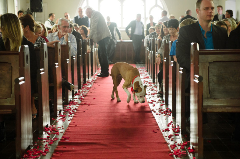 dog at a wedding