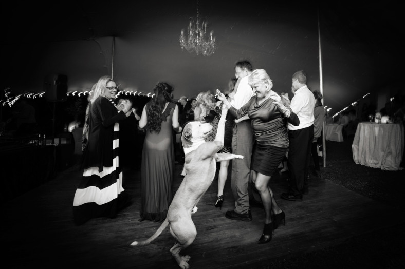 dog at a wedding