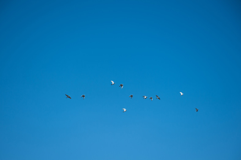 Birds in sky