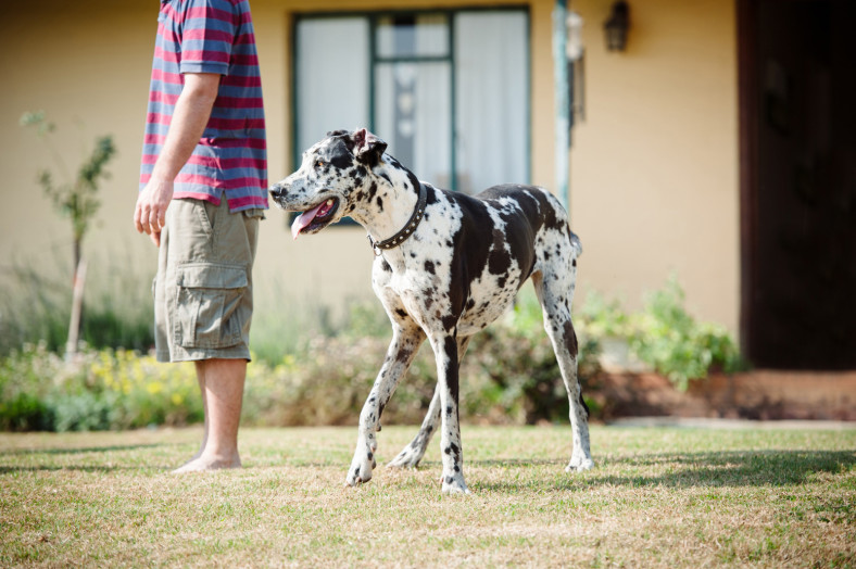 Great Dane