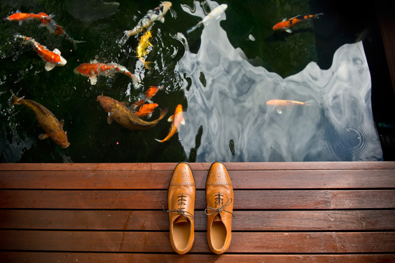 brown shoes coy fish
