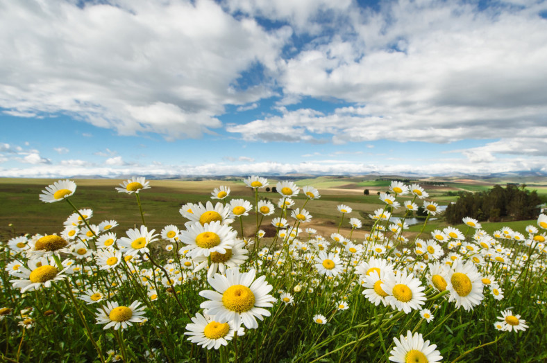 Daisies in the midlands