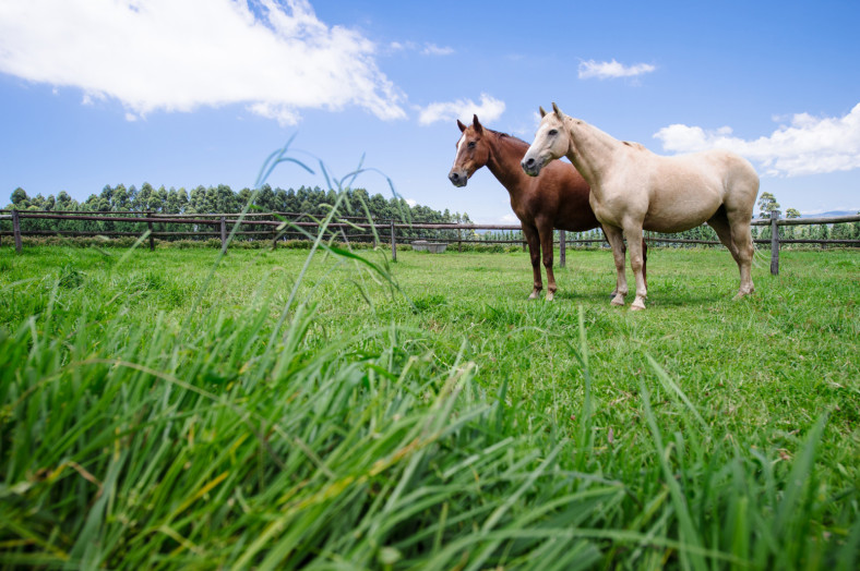 Horses in a field