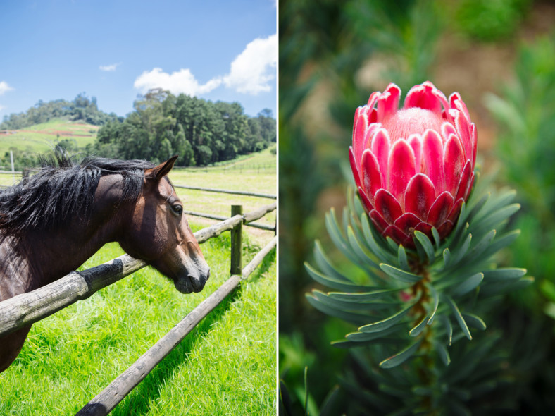 Horse and Protea