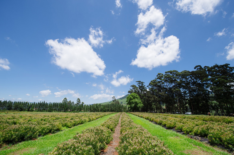 farm