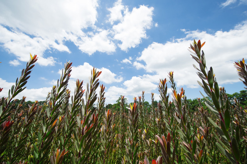 flowers and clouds