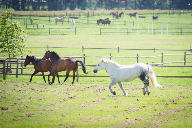 horses running