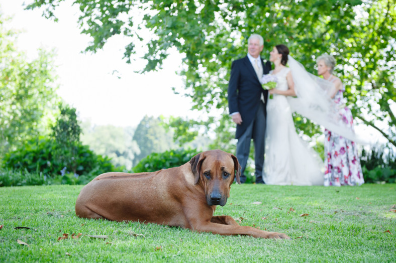 bride and dog