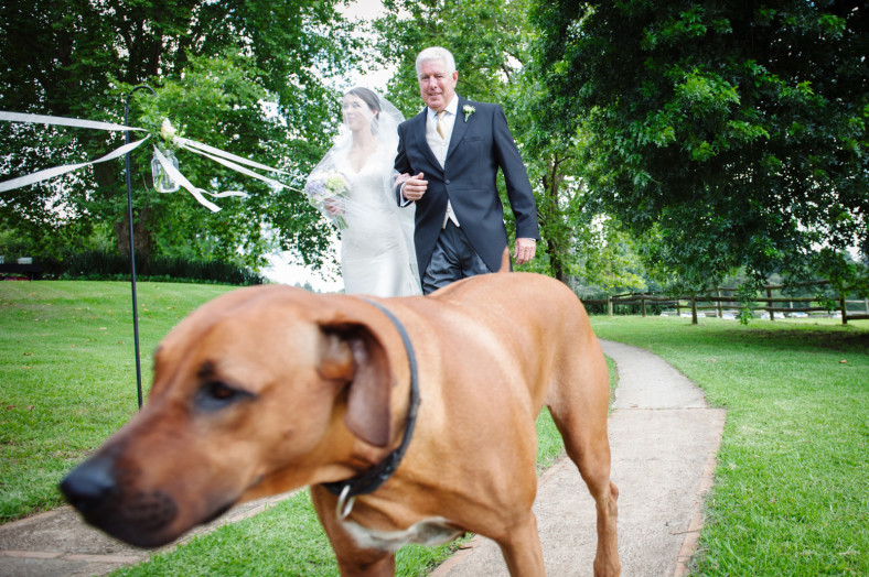 bride going down the aisle with dog