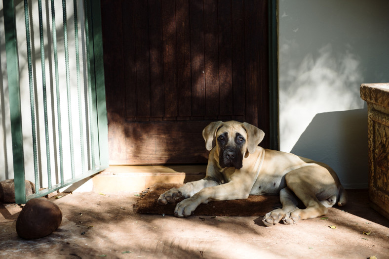 dog on doorstep