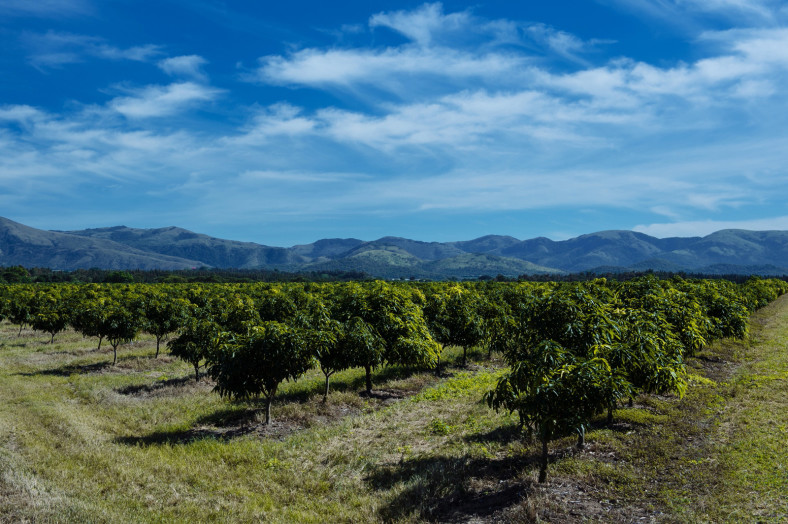citrus farm wedding