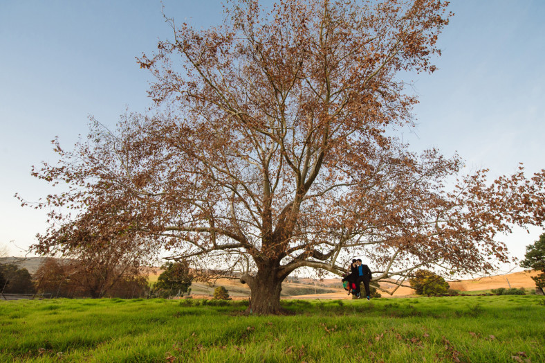 bride and groom in a tree