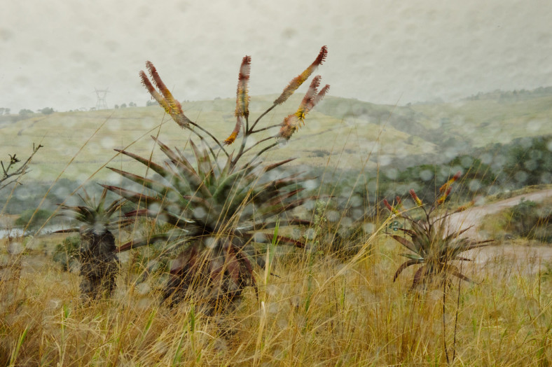 game farm in the rain