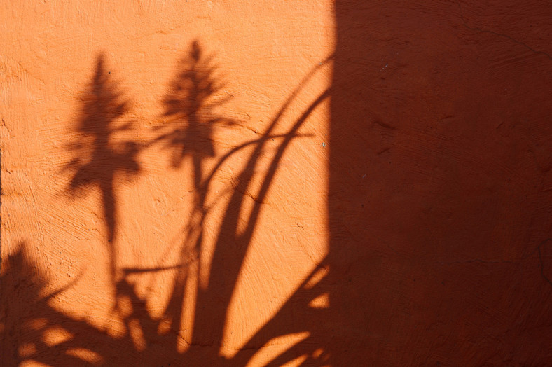 aloe shadow