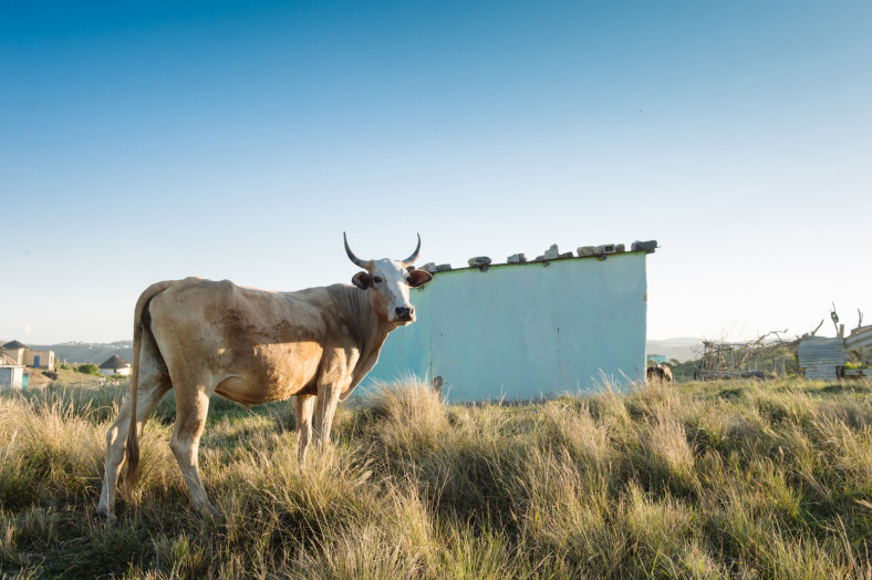 cow and hut