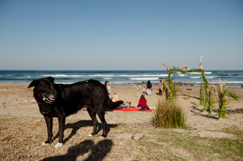 beach wedding with dog