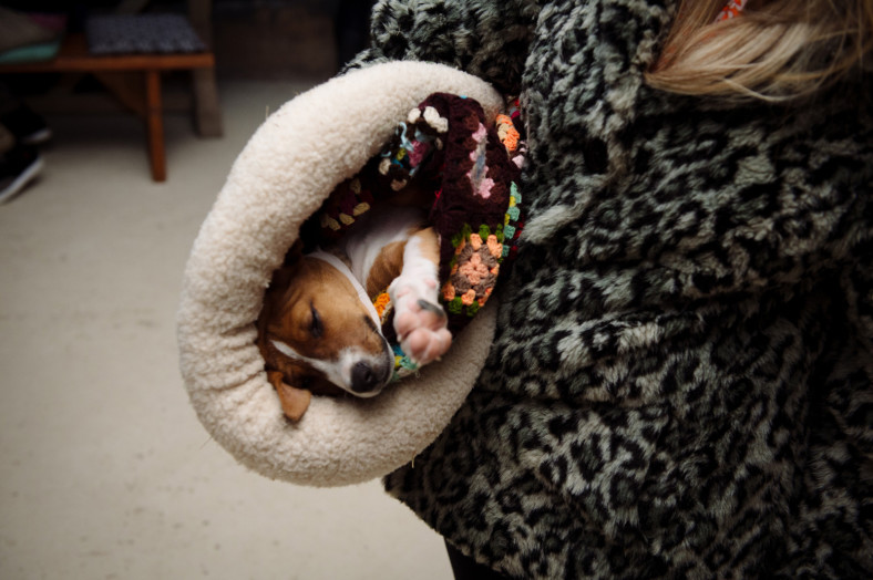 dog
