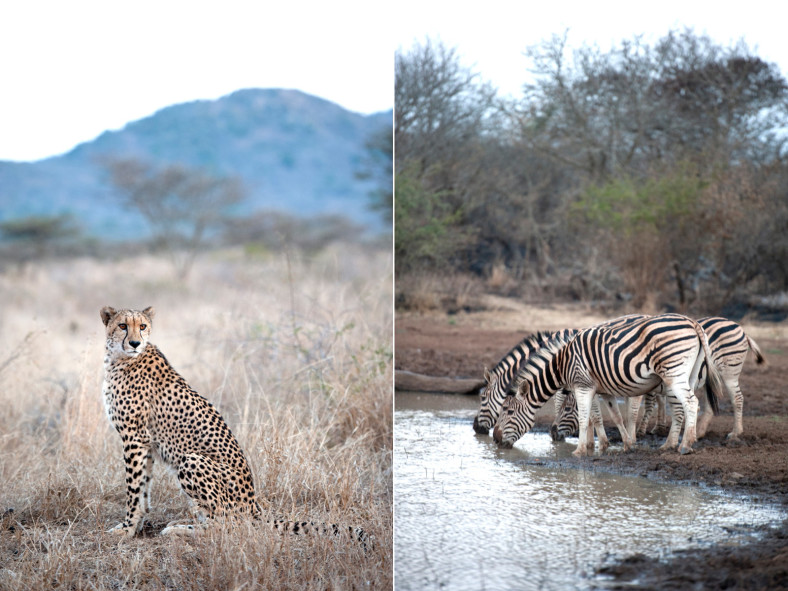 african animals