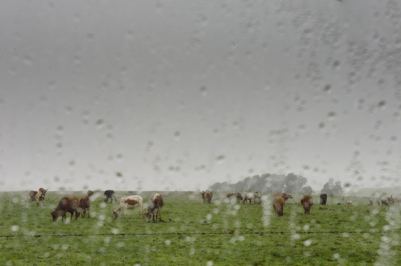 Cows in rain