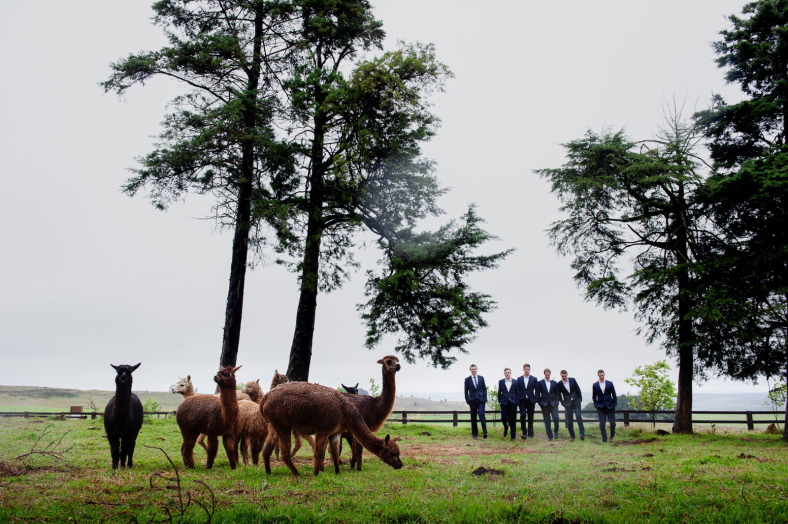 Groomsmen with lama