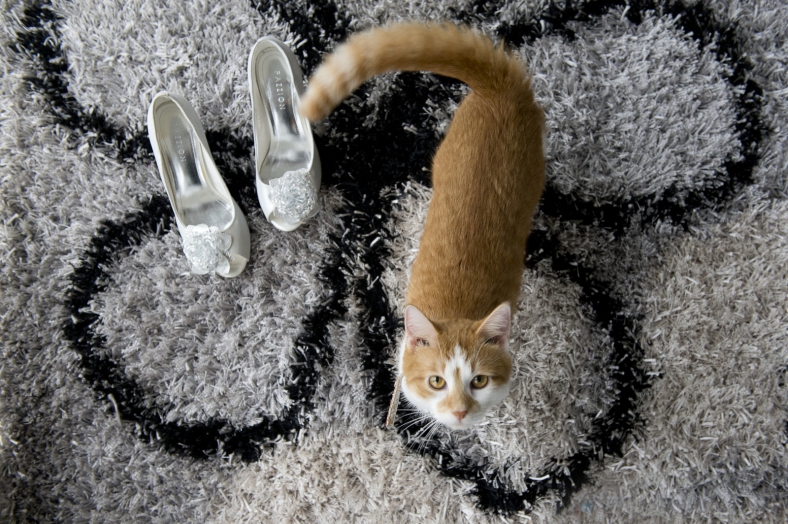 Cat with Shoes