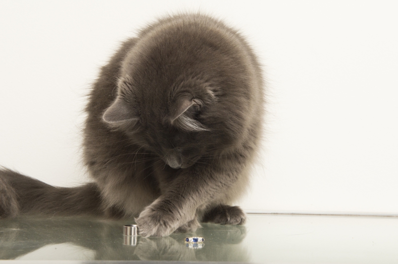 Cat with rings