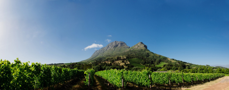 Zorgvliet vineyards