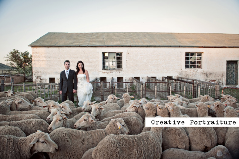 Wedding couple with sheep in the karoo