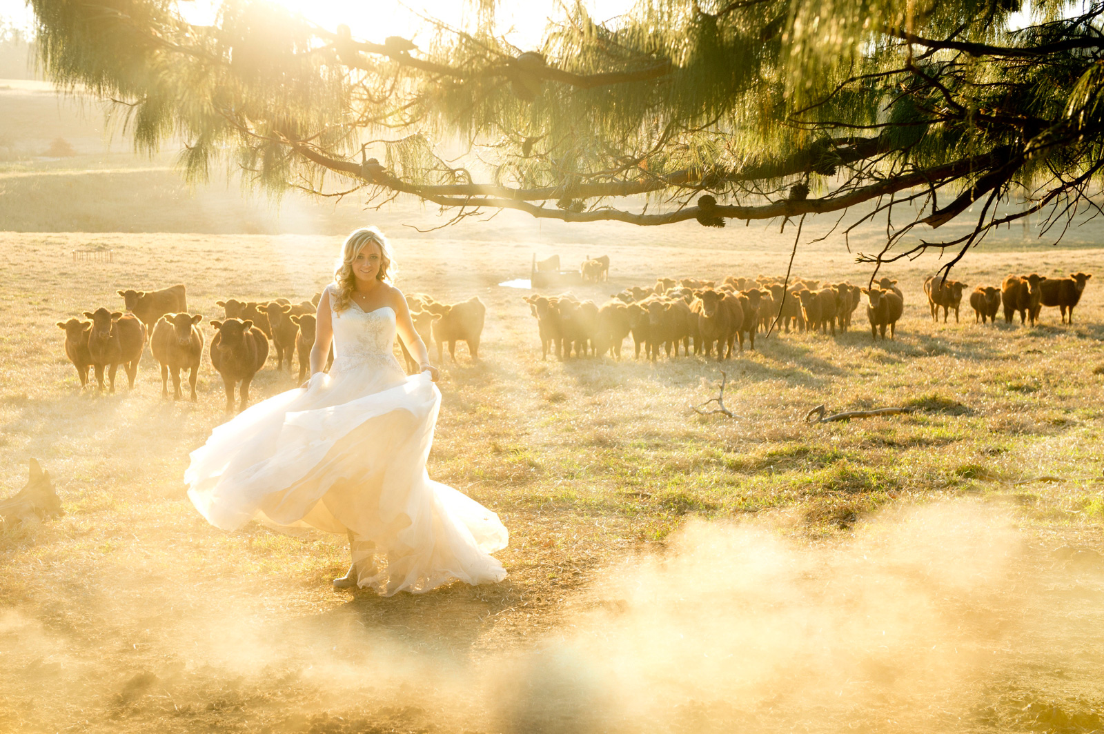 bride with cattle